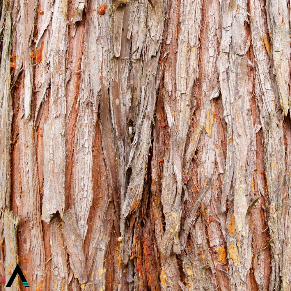 madera de cedro